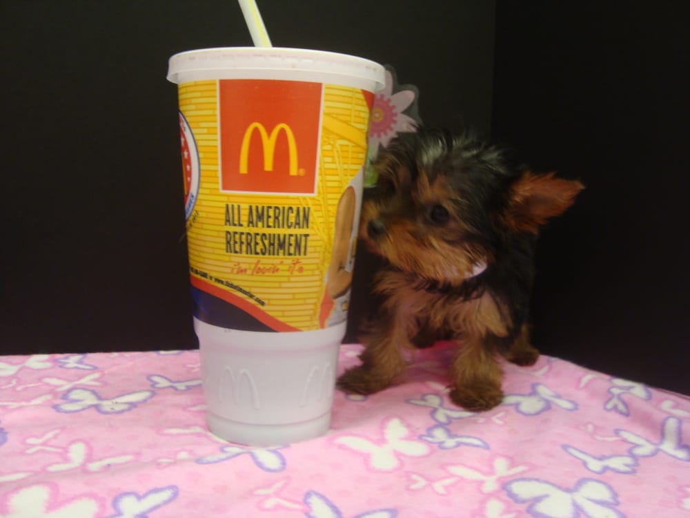 Pet Luv Pet Center Pet Stores Ashburn Chicago, IL Reviews Photos Yelp