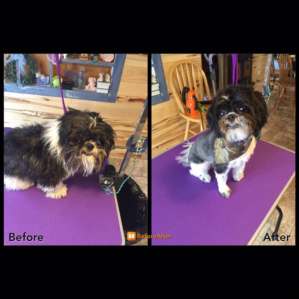 Meigs Dog Grooming 11 Photos Pet Groomers 11740 W 4000 N