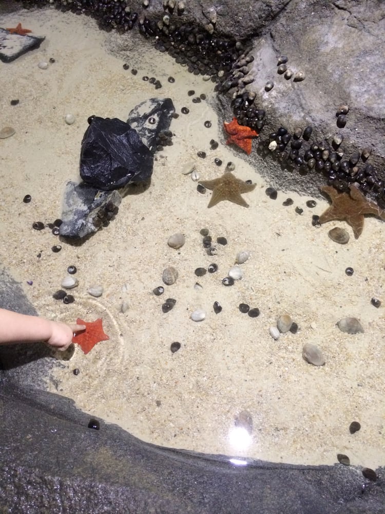 Austin Aquarium Aquariums Austin, TX Reviews Photos Menu Yelp