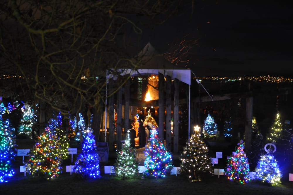 the dundarave festival s forest of christmas trees shining the dundarave festival s forest of christmas trees shining