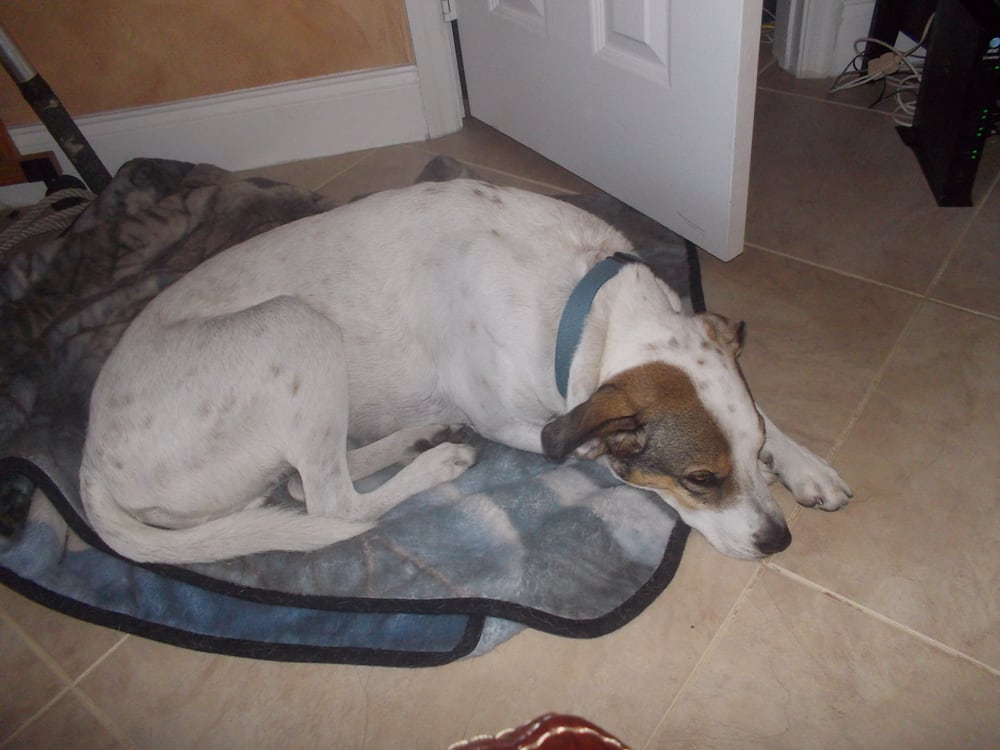 dna my reviews dna my pet services scarborough toronto on canada reviews photos yelp dna my reviews dna my pet services scarborough toronto on canada reviews photos yelp