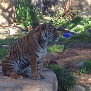 San Francisco Zoo Tiger tiger roar San Francisco, CA, United States