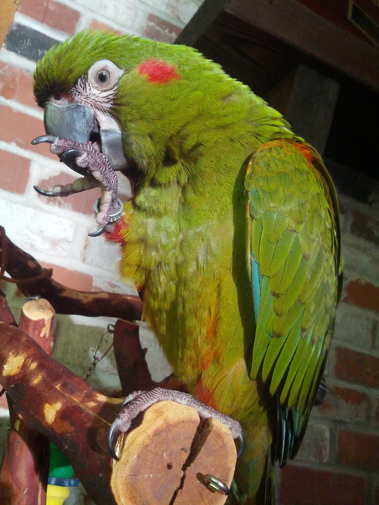 Denise’s Parrot Place Pet Stores Mercer Island, WA Reviews