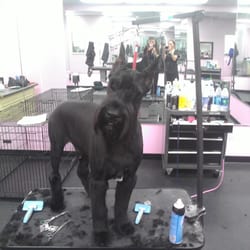 best dogs in las vegas best in show grooming 76 foto toletta per animali westside las vegas nv best dogs in las vegas best in show grooming 76 foto toletta per animali westside las vegas nv