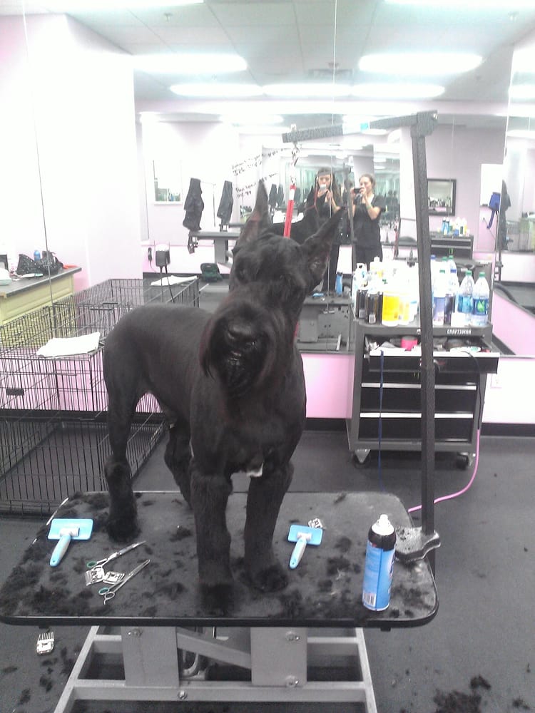 Best In Show Dog Grooming 76 Photos Pet Groomers Westside Las