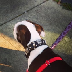 Paco Collars - bad ass collar for one bad ass puppy - Berkeley, CA ... Paco Collars - bad ass collar for one bad ass puppy - Berkeley, CA ...