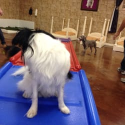 Karma Dog Training logo