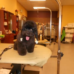 grooming portland show dogs grooming salon and boutique pet groomers portland portland or grooming portland show dogs grooming salon and boutique pet groomers portland portland or