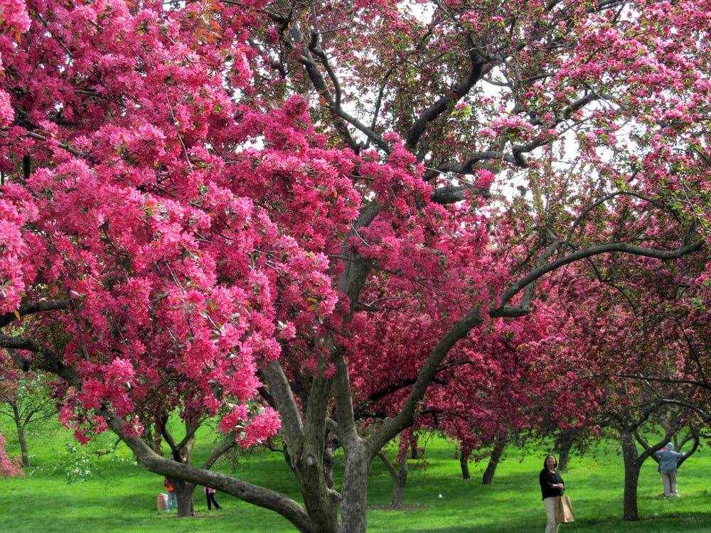 Queens Botanical Garden Botanical Gardens Flushing, NY Yelp
