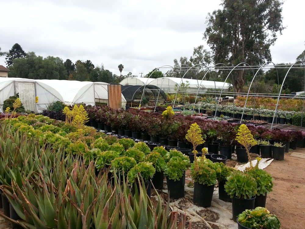 Rojas Succulents and Cactus Nurseries & Gardening Fallbrook, CA