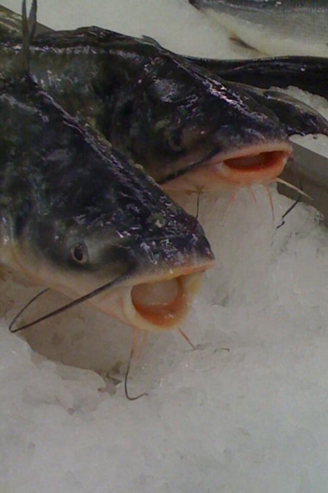 Los Angeles Fish Company 65 Photos Seafood Markets