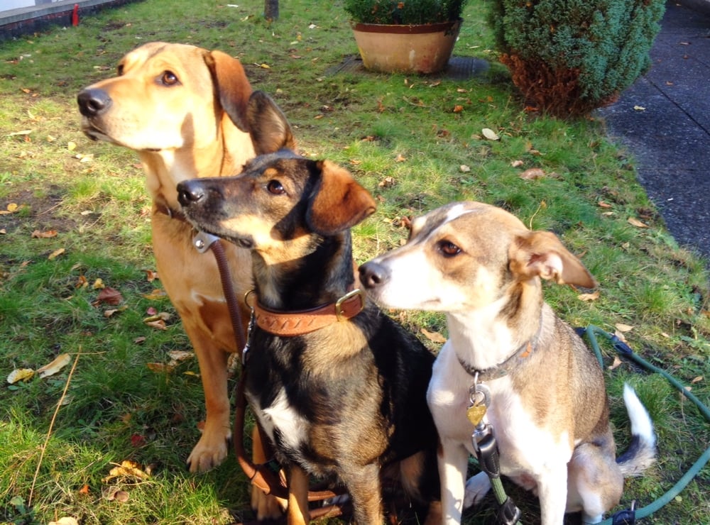 Hundeschule dassendorf