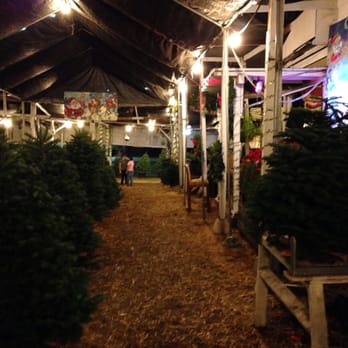 toluca lake christmas trees christmas trees toluca toluca lake christmas trees christmas trees toluca