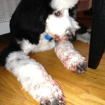 Bonnie S Dog Cat Grooming Washington Dc Bonnie S Dog Cat Grooming Washington Dc