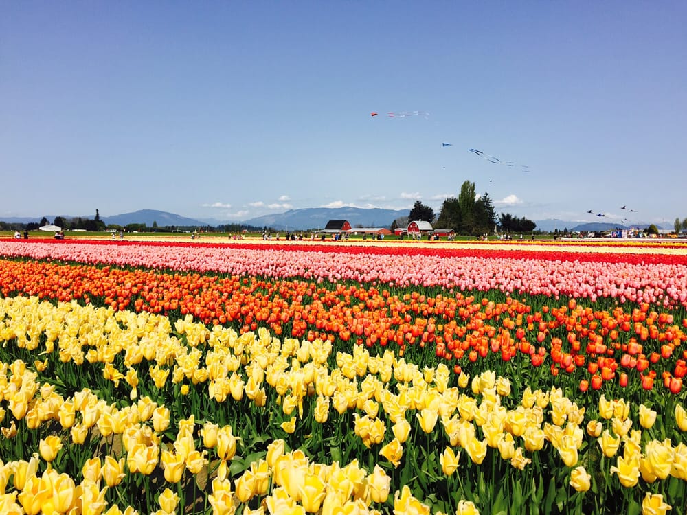 skagit valley bulb farm tulip town botanical gardens mount vernon wa united states yelp skagit valley bulb farm tulip town botanical gardens mount vernon wa united states yelp
