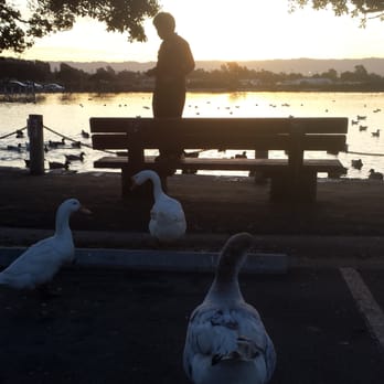 Palo Alto Duck Pond - Meeting with the Swans - Palo Alto, CA, United States