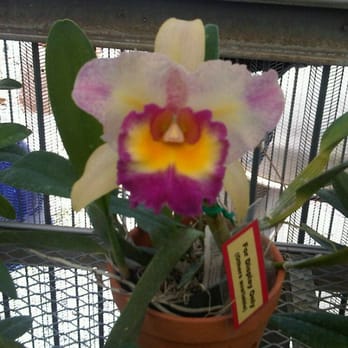 rf orchids 423 photos 29 reviews nurseries gardening 28100 sw 182nd ave homestead rf orchids 423 photos 29 reviews nurseries gardening 28100 sw 182nd ave homestead