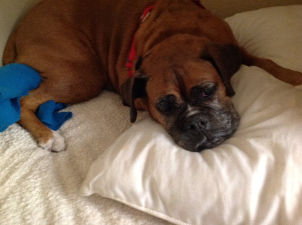 Sharp Pet Hospital Veterinarians Sun Valley North Hollywood, CA