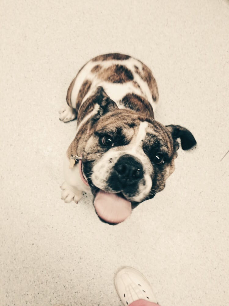 The Pets Place Animal Hospital 12 Photos Pet Boarding/Pet Sitting