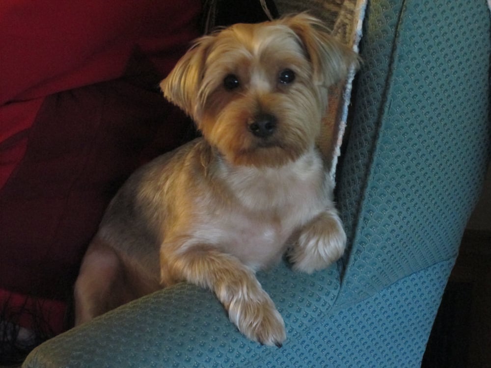 SpaGo Dog Grooming & Doggie Daycare 66 Photos Pet Groomers North