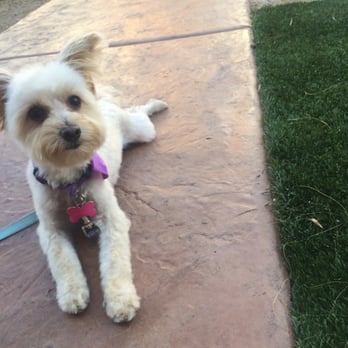 Lazy Dog Grooming - 106 Photos - Pet Groomers - Anthem - Henderson, NV - Reviews - Yelp