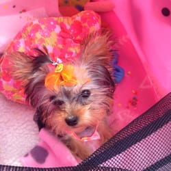 puppy boutique ny puppy boutique pet stores bensonhurst ny yelp puppy boutique ny puppy boutique pet stores bensonhurst ny yelp