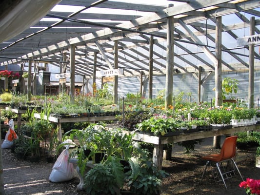barton springs nursery nurseries gardening austin barton springs nursery nurseries gardening austin