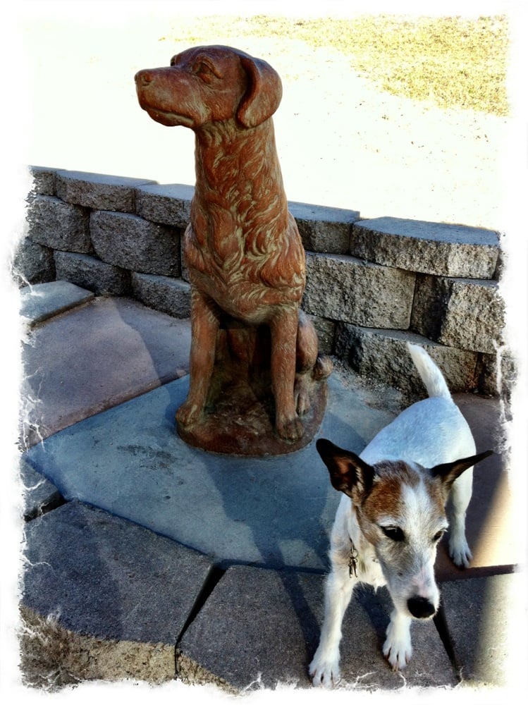 Yuma Dog Park Yuma, AZ Yelp