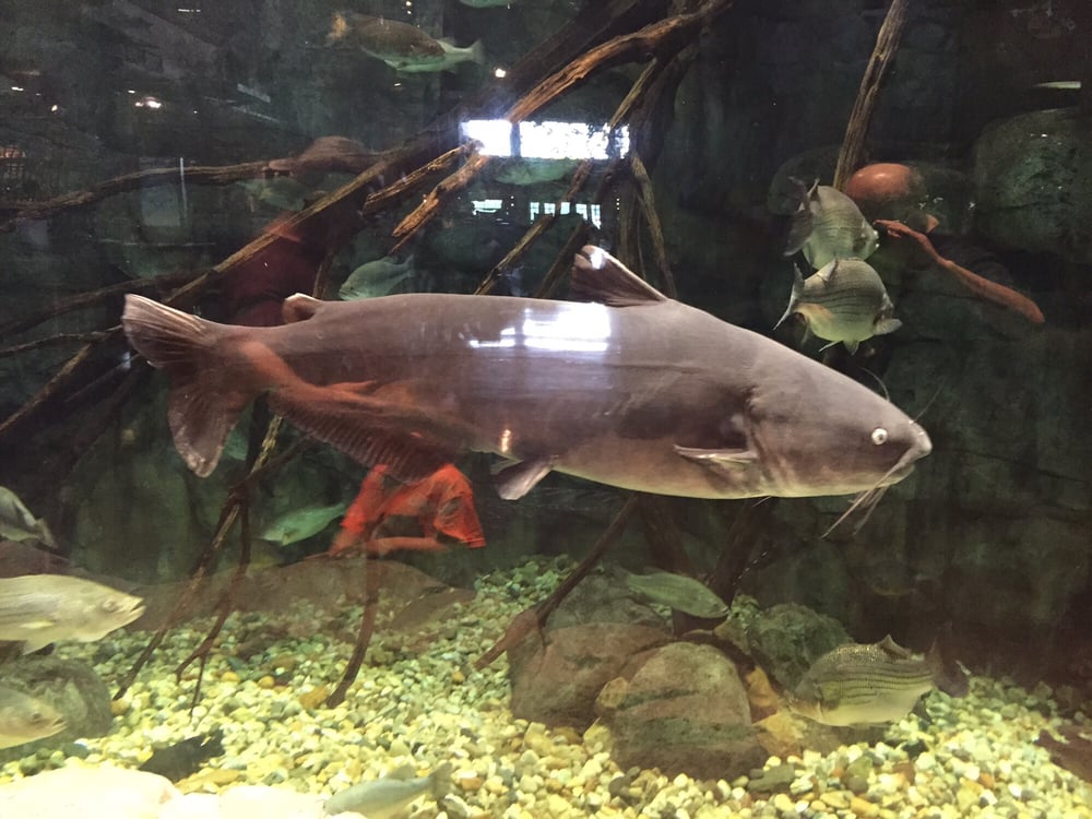 Bass Pro Shops Outdoor World 28 Photos Sporting Goods Ashland, VA