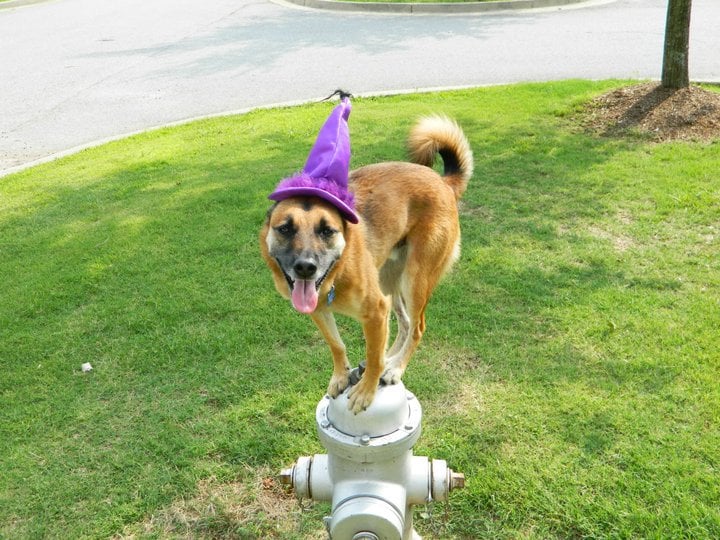 The Dog Wizard Pet Training Atlanta, GA Yelp