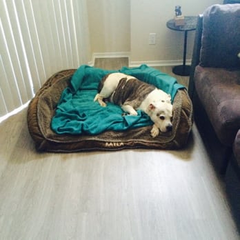Best Dog Groomer Long Beach Ca Best Dog Groomer Long Beach Ca