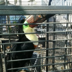 Maclin Market Or Chino Auction