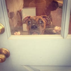 Niki's Pet Nannies logo