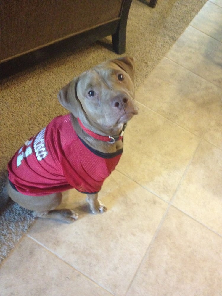 Abby Pet Hospital Veterinarians Fresno, CA Yelp