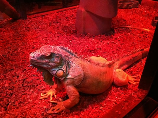 Winking Lizard Tavern - Bars - Canton, OH - Yelp