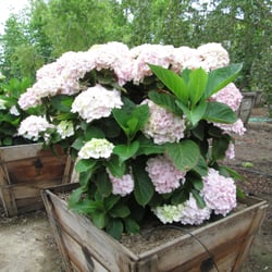Jimenez Nursery Landscapes 11 Photos Landscaping 3800 Via Photo Of Jimenez Nursery Landscapes Carpinteria Ca United States