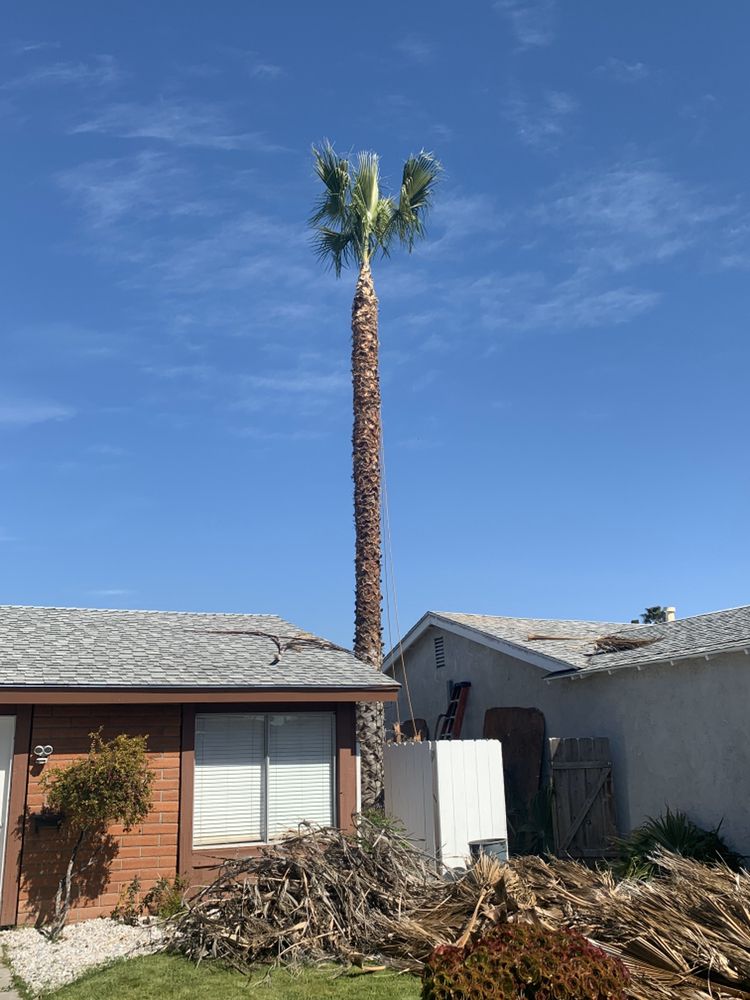 Paradise Palm & Tree Trimming Service