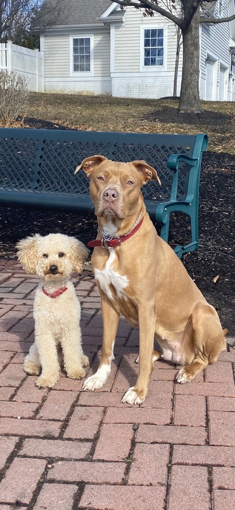 Furry Pet Pals