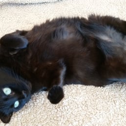 Photo of Lovett's Lovin Pet & Home Care - Naples, FL, United States. Silly Cocoa