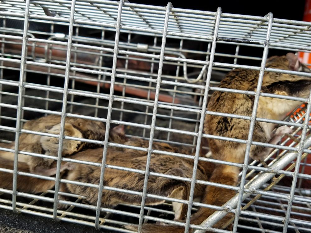 Wildlife Removal Chattanooga