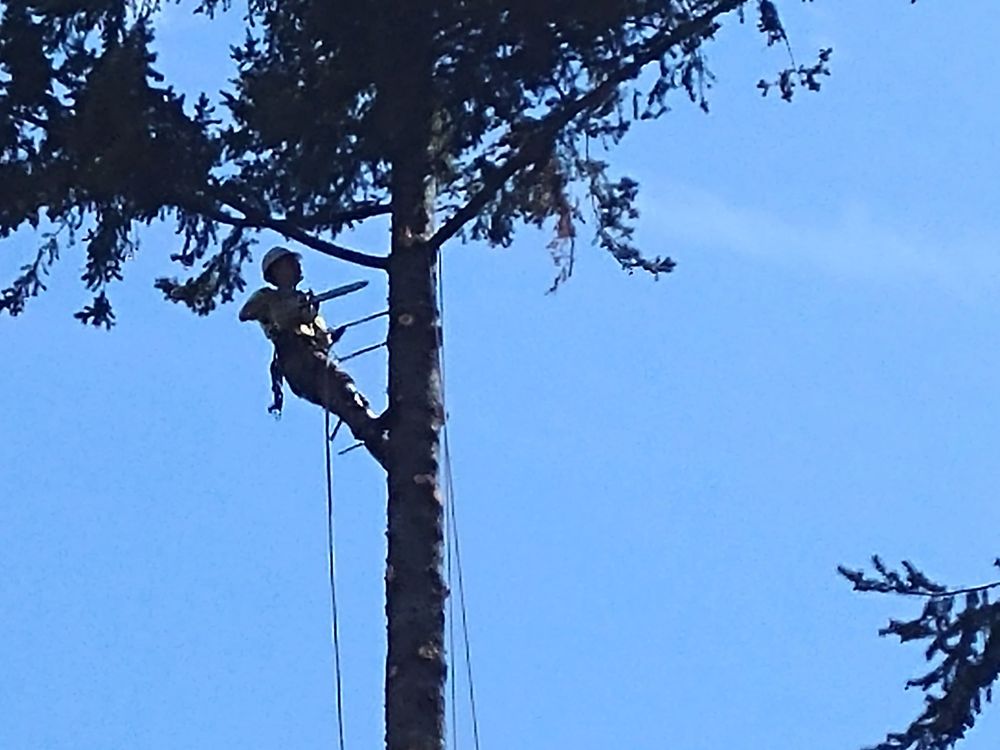 Joaquins Tree Expert