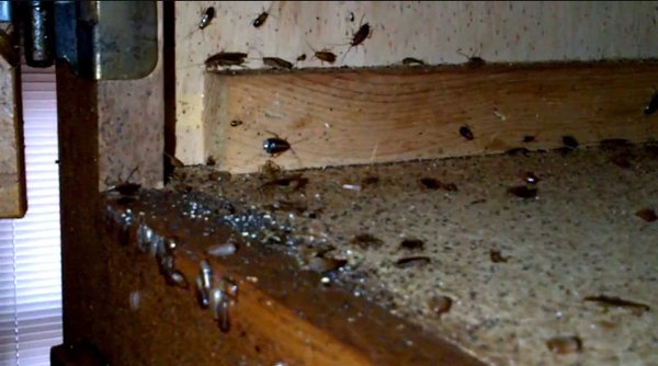 Cal Park Apartments 2121 California Ave Bakersfield Photo Of Cal Park Apartments Bakersfield Ca United States Roach Infestation