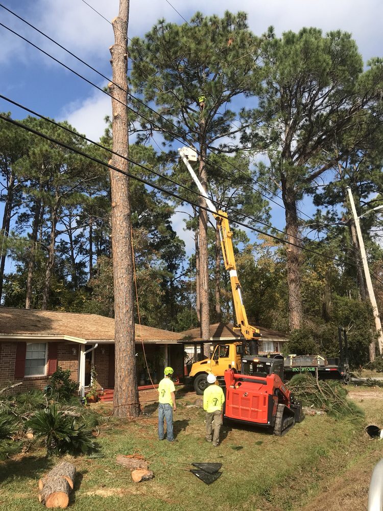 Anytime tree removal panama city fl