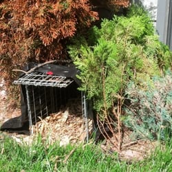 A All Animal Control Of Denver Wildlife 14405 W Colfax Photo Of A All Animal Control Denver Lakewood Co United States