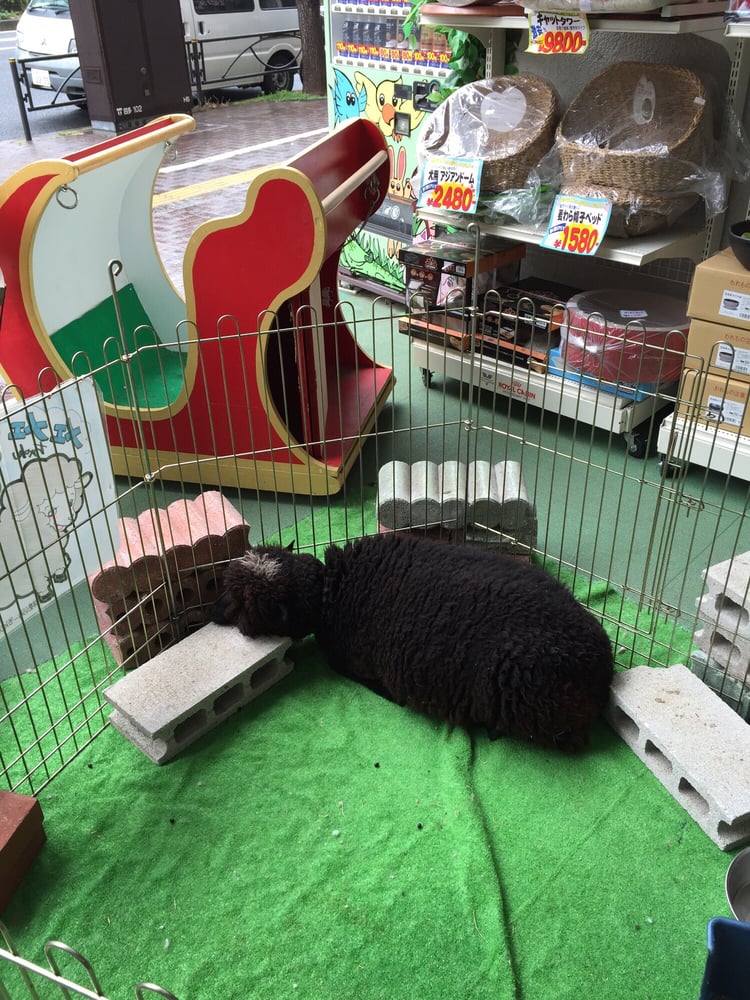 Chuō Pet Gift Cards Giftly