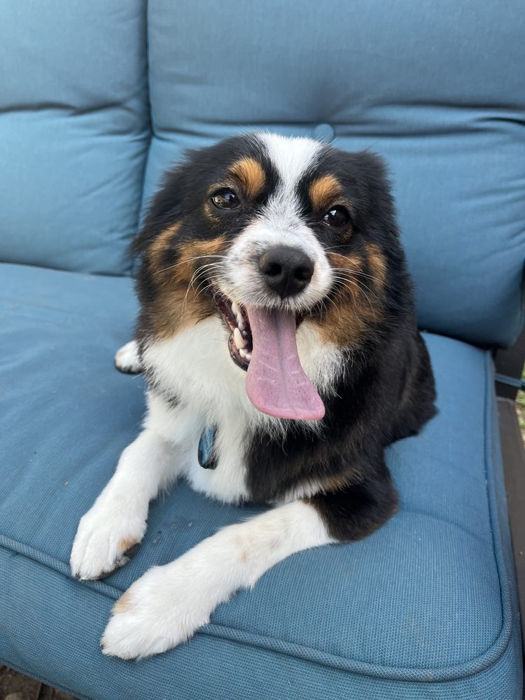 Grooming Austin Luna Mobile Dog Grooming Kenzo Mobile Grooming