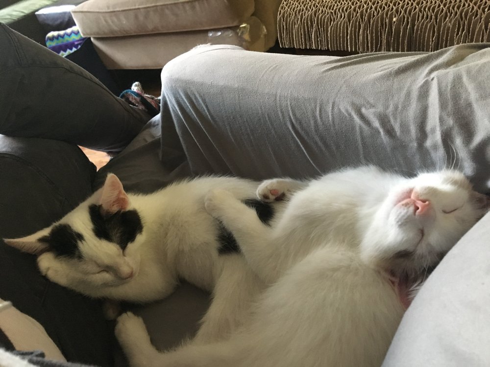 sweet baby angels i adopted from kitten rescue their foster mama