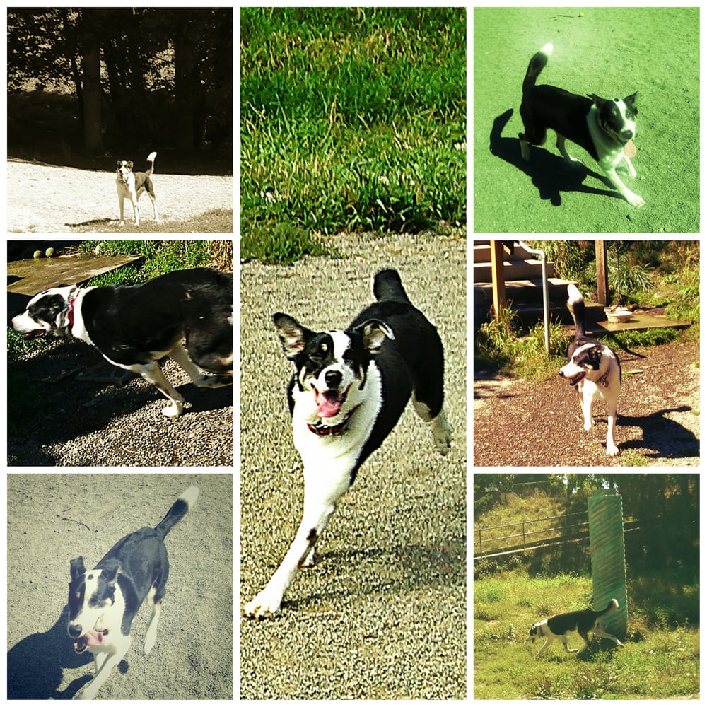 Bellevue Wa Service Dog Training Bellevue Wa Service Dog Training