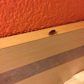Motel 6 17 Photos 38 Reviews Hotels 8221 Pioneer Blvd Photo Of Motel 6 Whittier Ca United States Roach Right On The