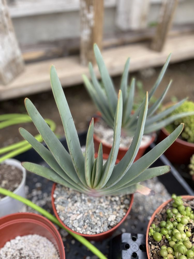 Mezcala Nursery
